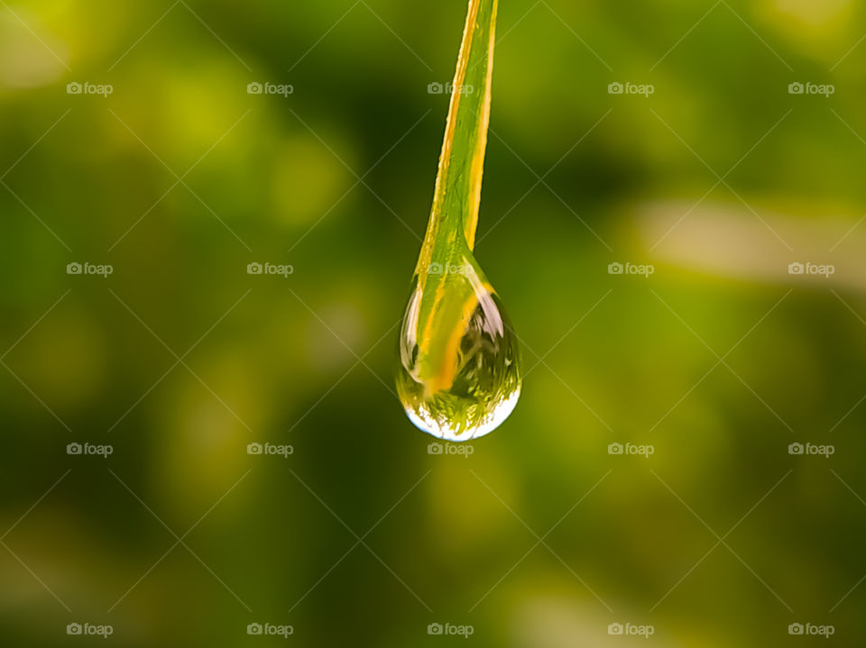 water drop on a grass. Beautiful nature background