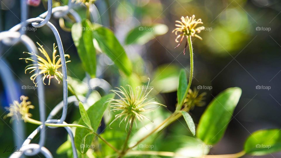 After the Petals Fall