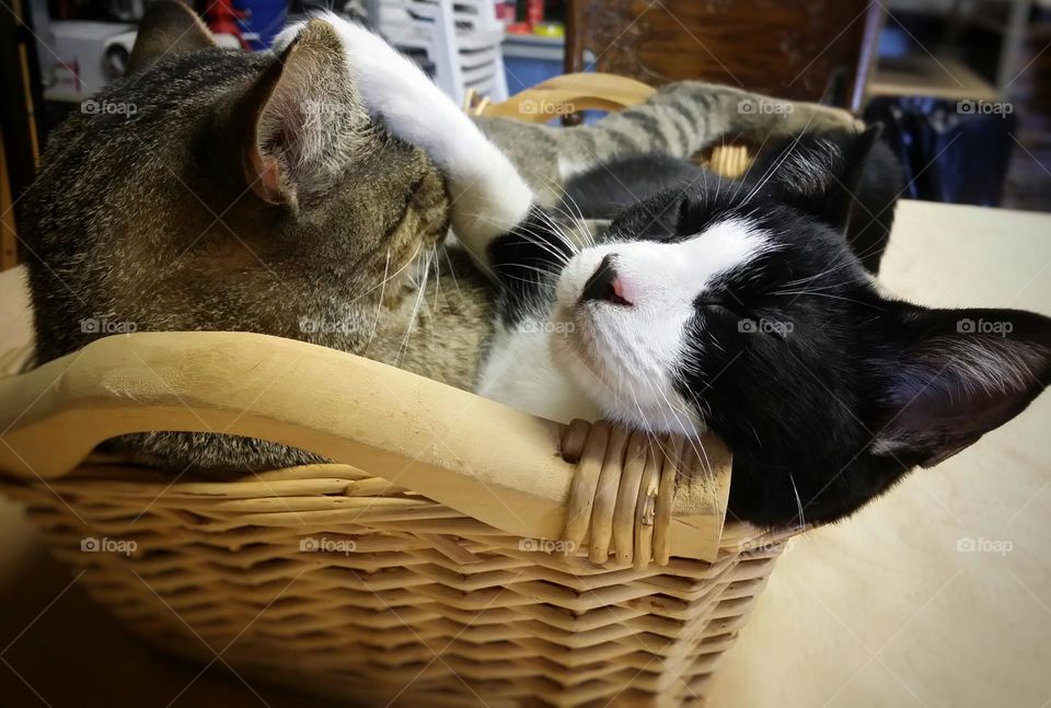 Two Kitties in a Basket