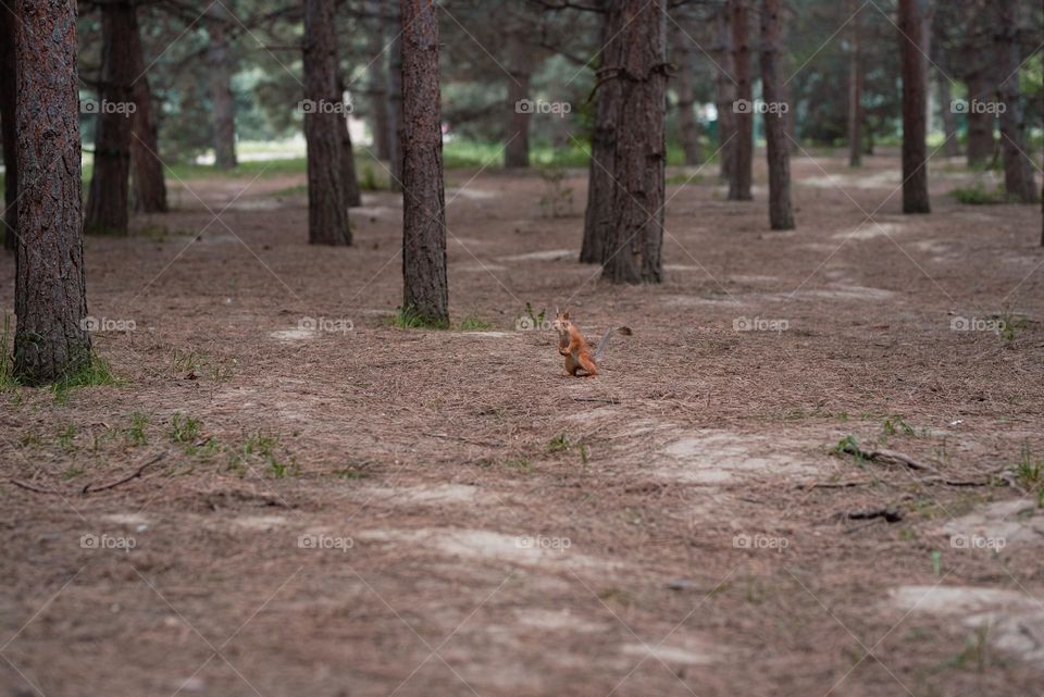 Squirrel standing on 2 feet in the park in Almaty