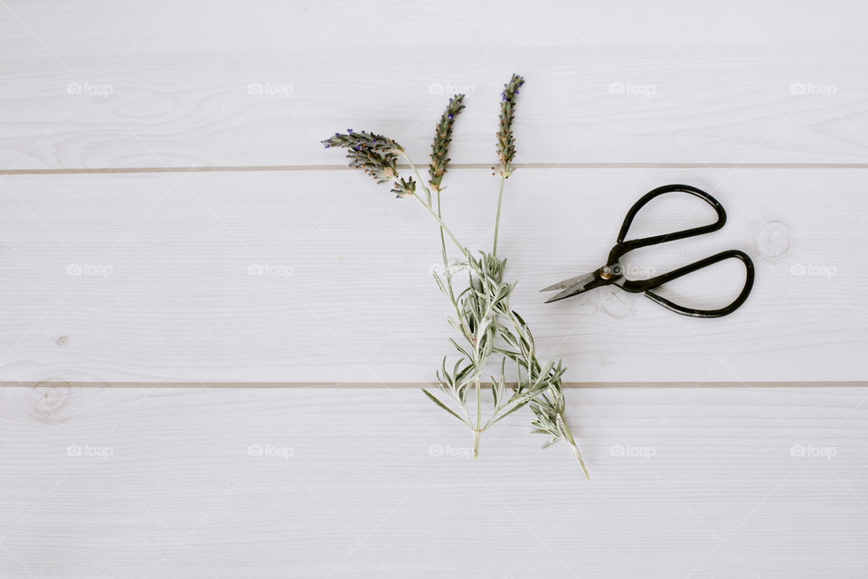 Lavender and vintage florist scissors on white workspace; flat lay