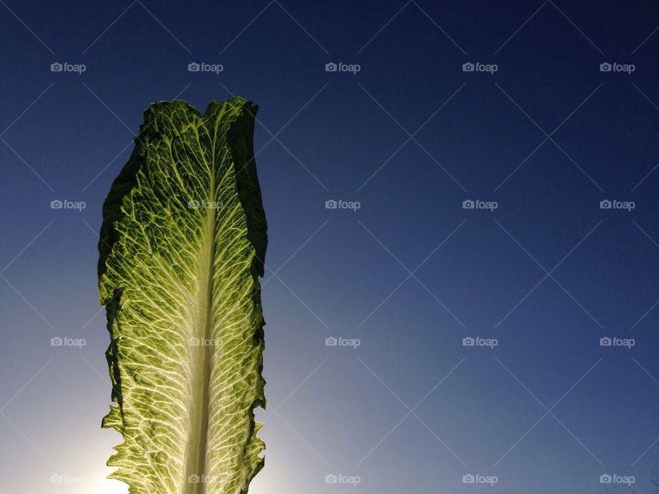 Lettuce leaf sky