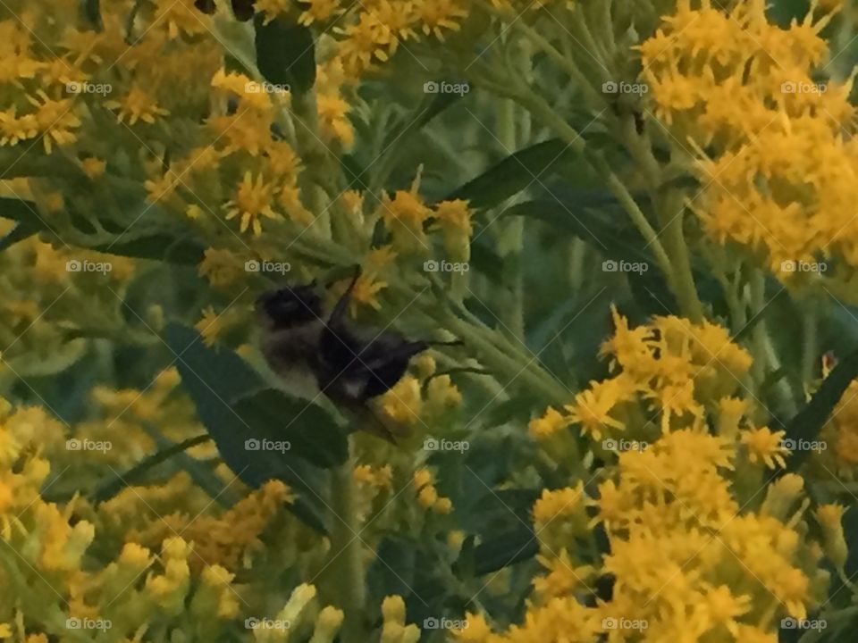 This bee is asleep. 
This patch of wildflowers had dozens of sleeping bees. 
I was amazed; I've never seen anything like this. 