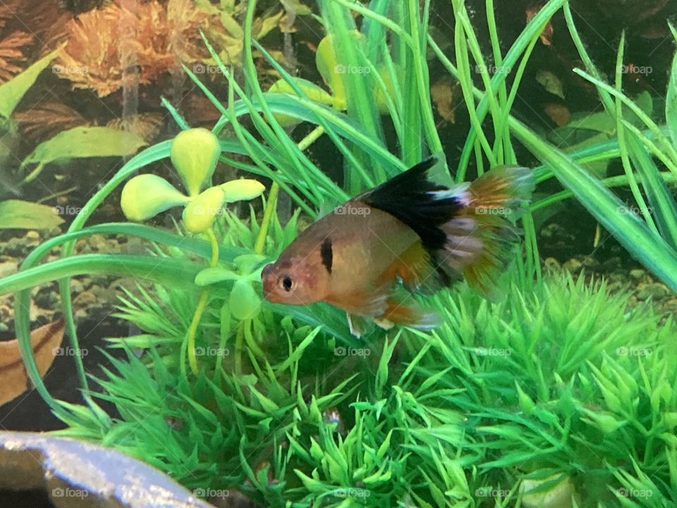 Red veil tail serpae tetra fish