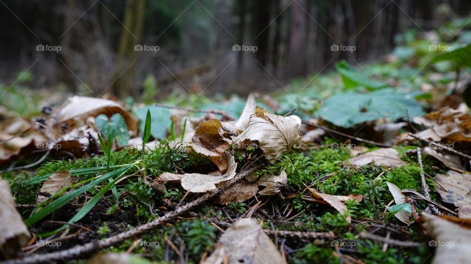 Macro nature, leaf