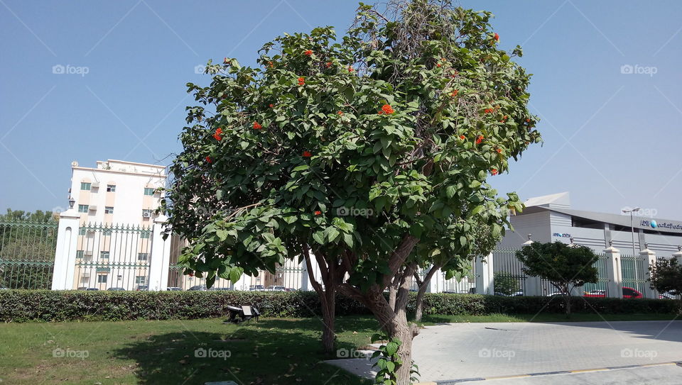 Red flowers tree