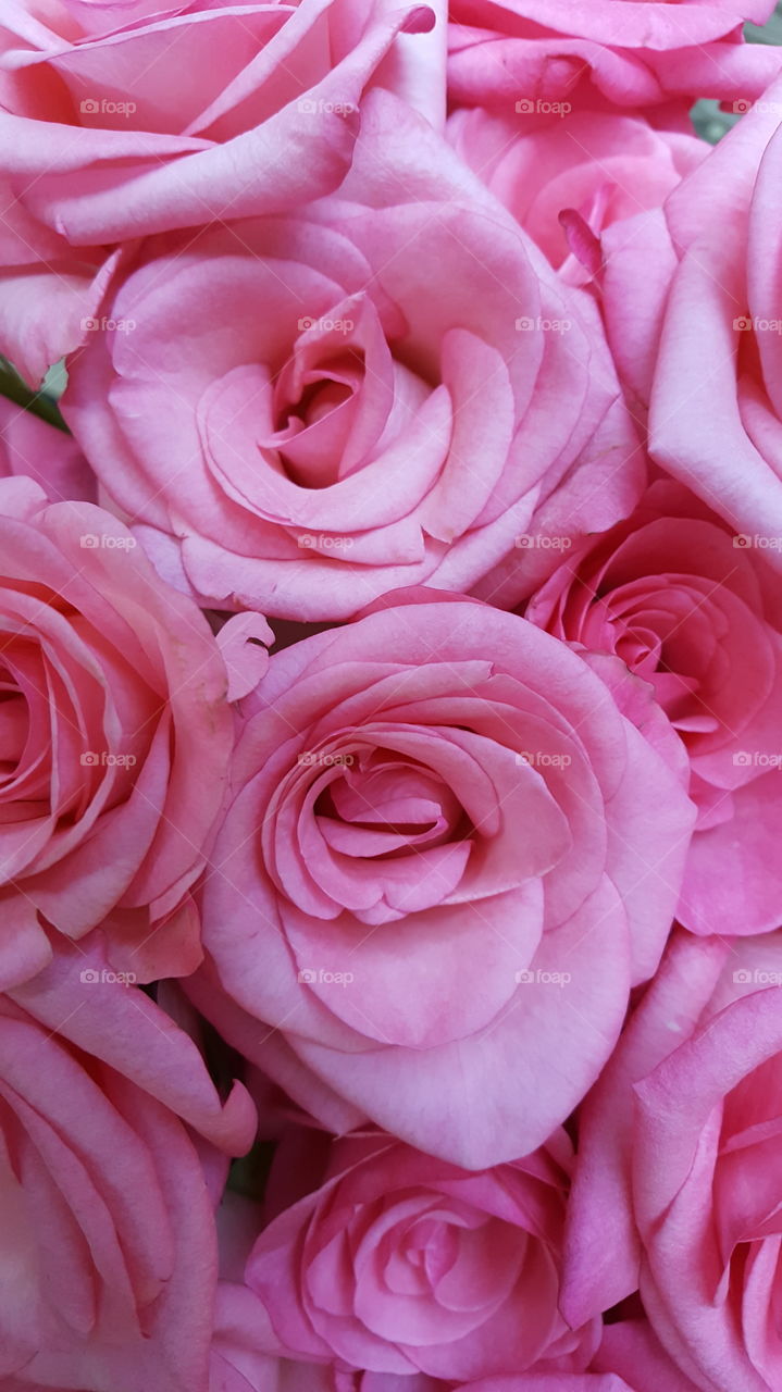 Beautiful pink roses