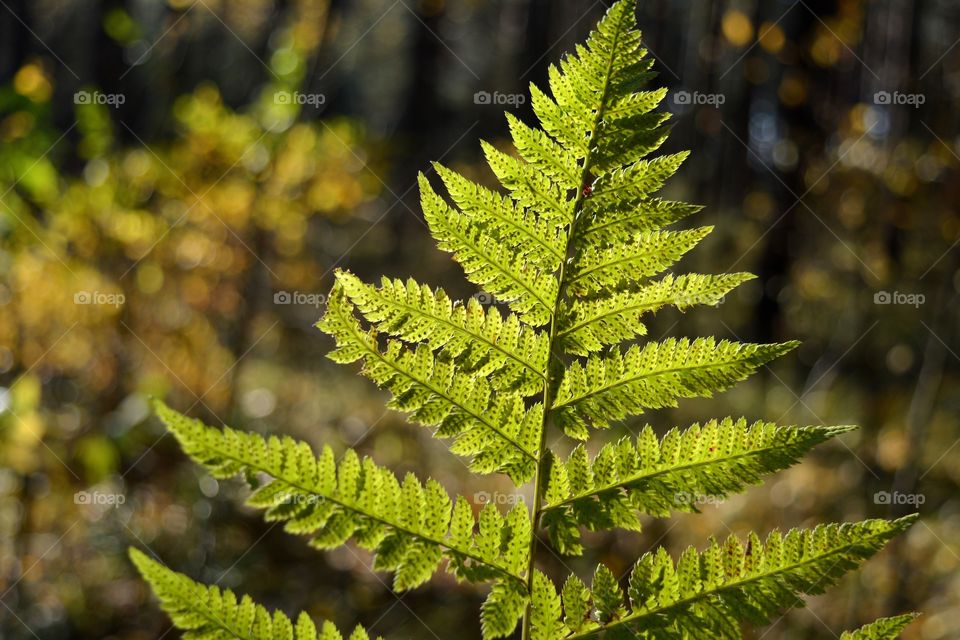 fern leaves in the autumn forest in the solar light