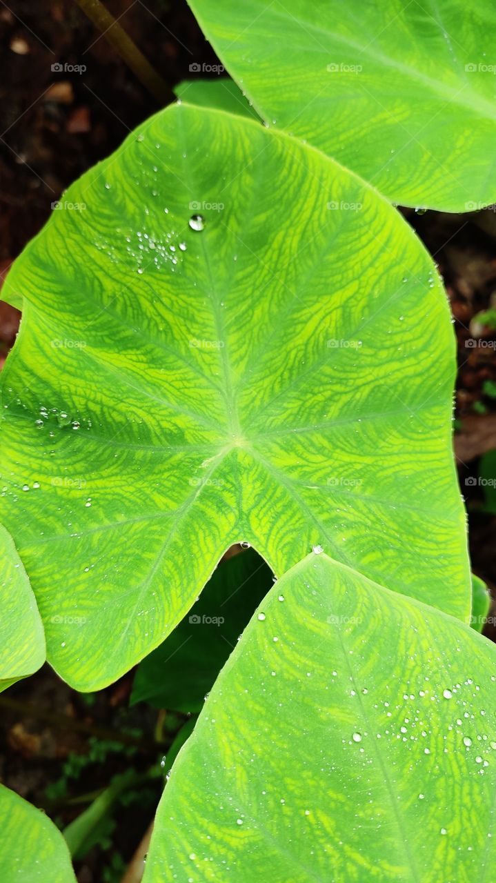 leaf