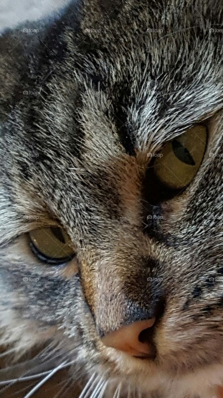 close up of cat