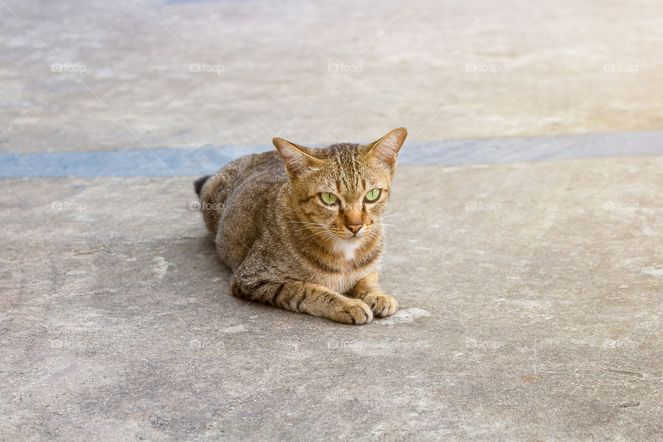 Single cat Lying on the cement floor. Looking at something