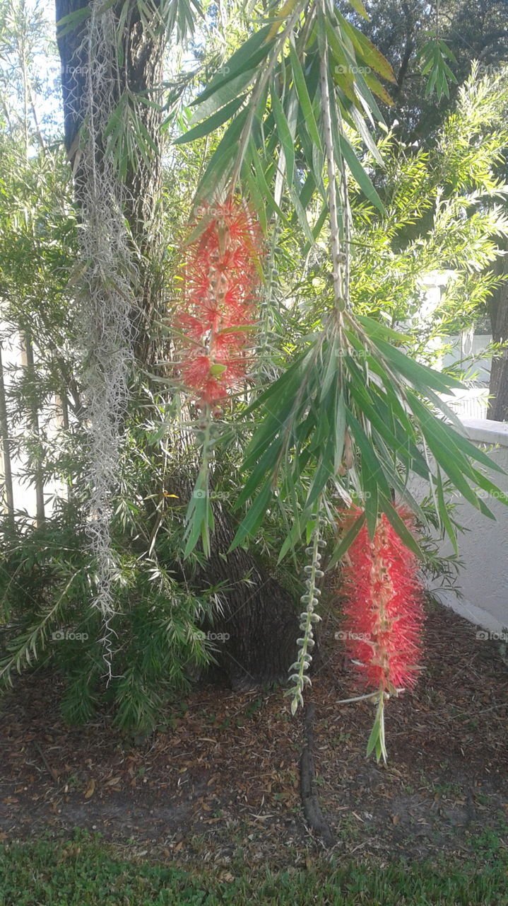 Fuzzy Red Flowers. Fuzzy red flowers hanging from a tree.