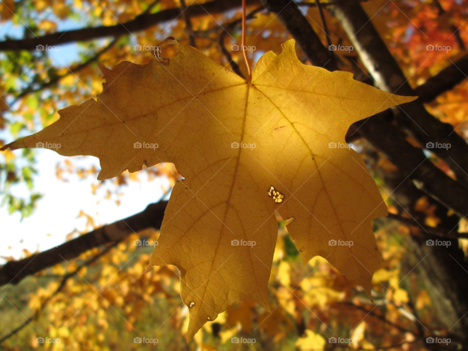 orange leaf fall autumn by ashley77