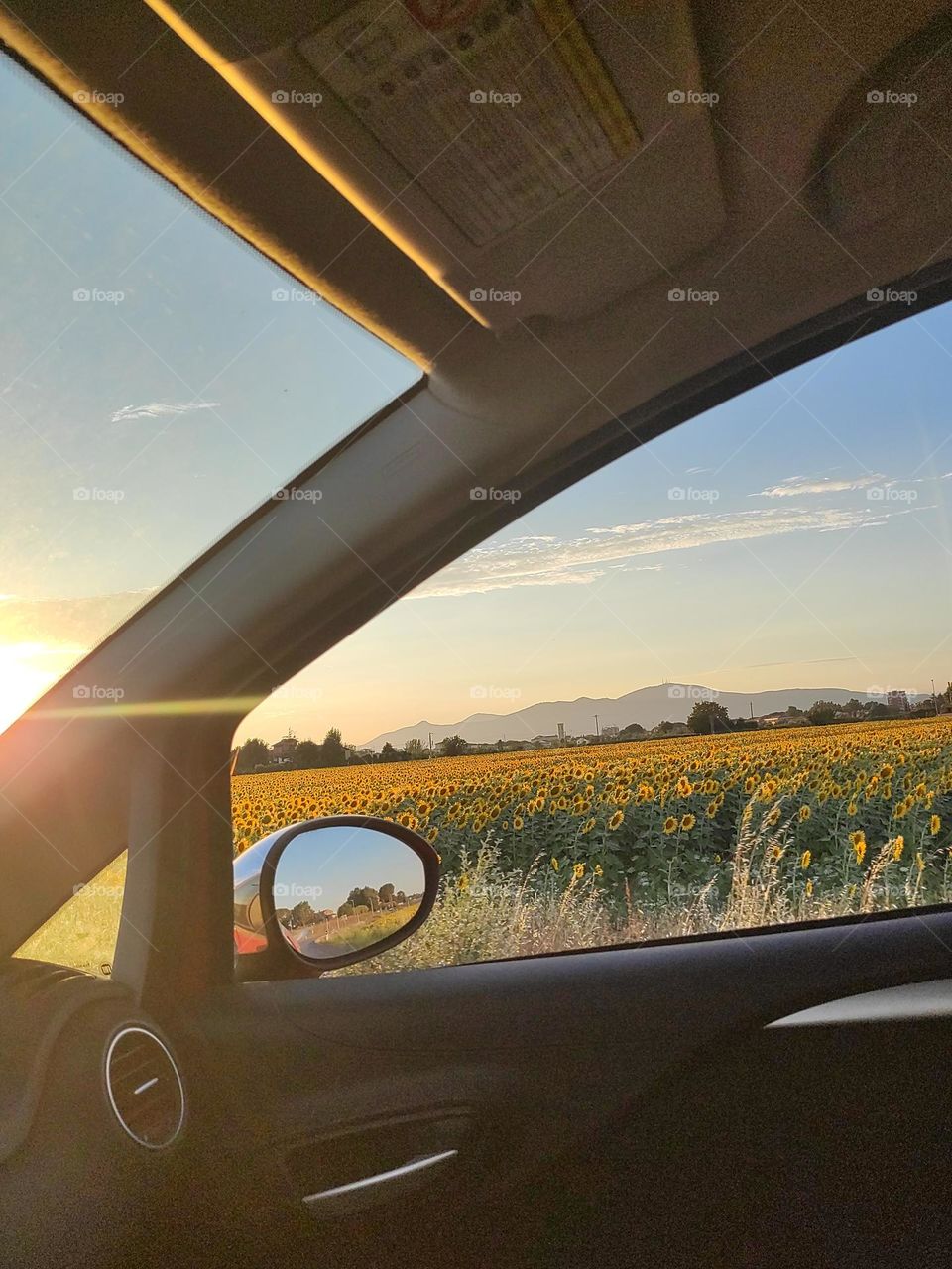 Sunset sunflowers