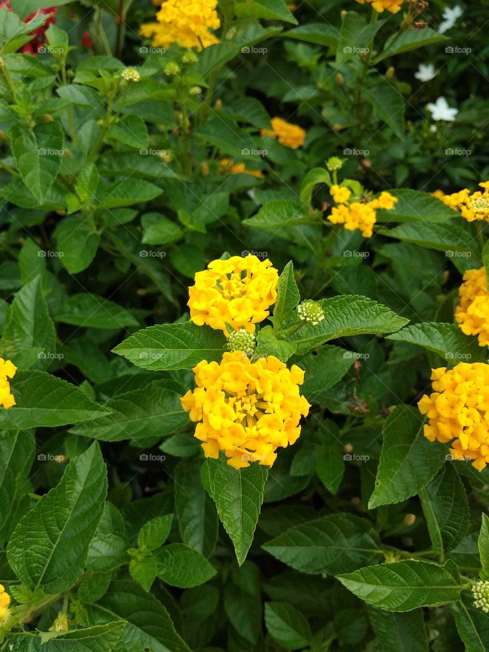 yellow flower in nature