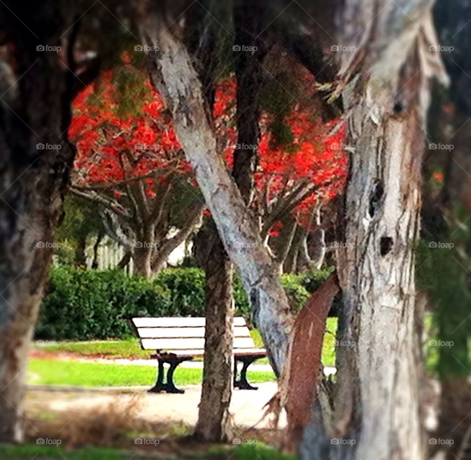 Bench in the park