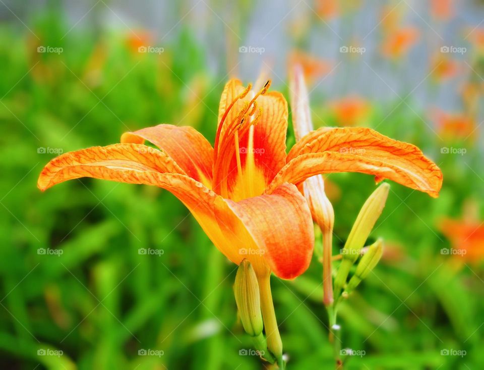 Lilly flowers