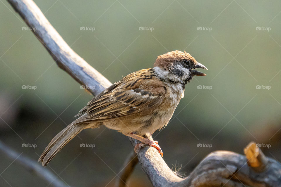 Bird ID - Eurasian Tree Sparrow 