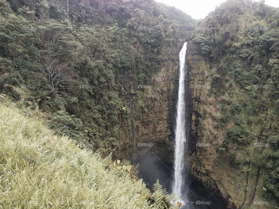 Akaka Falls! Waterfall in Hawaii on The Big Island