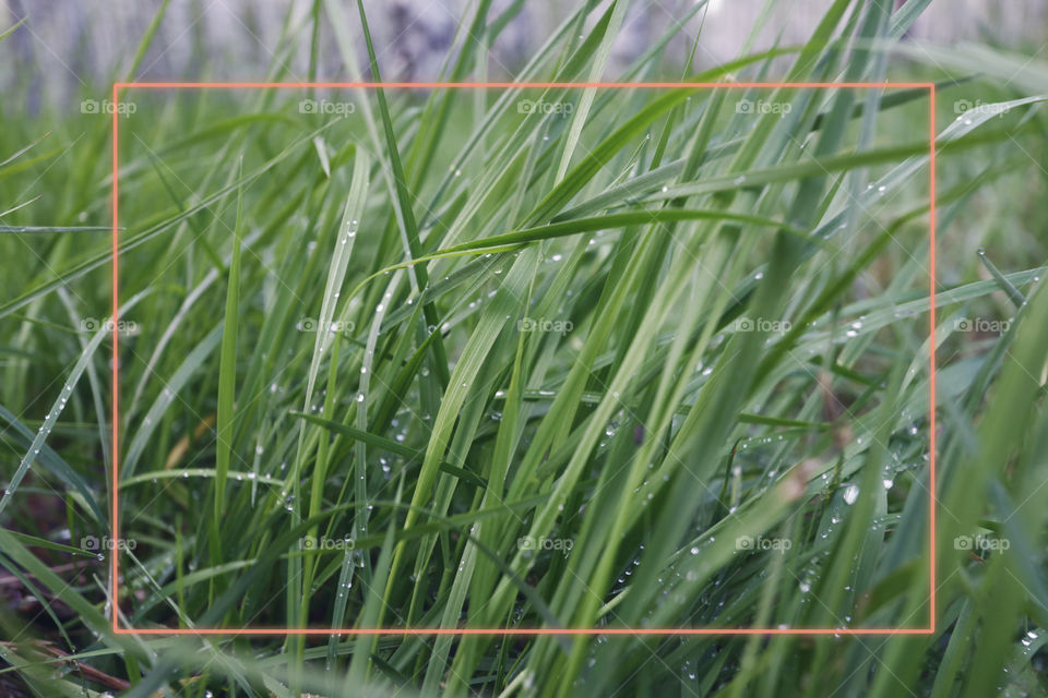 Green grass with rain drops and glowing frame, space for text 