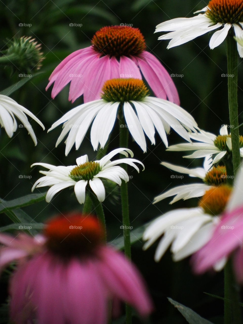 Patch of coneflowers with fading focus in the distance