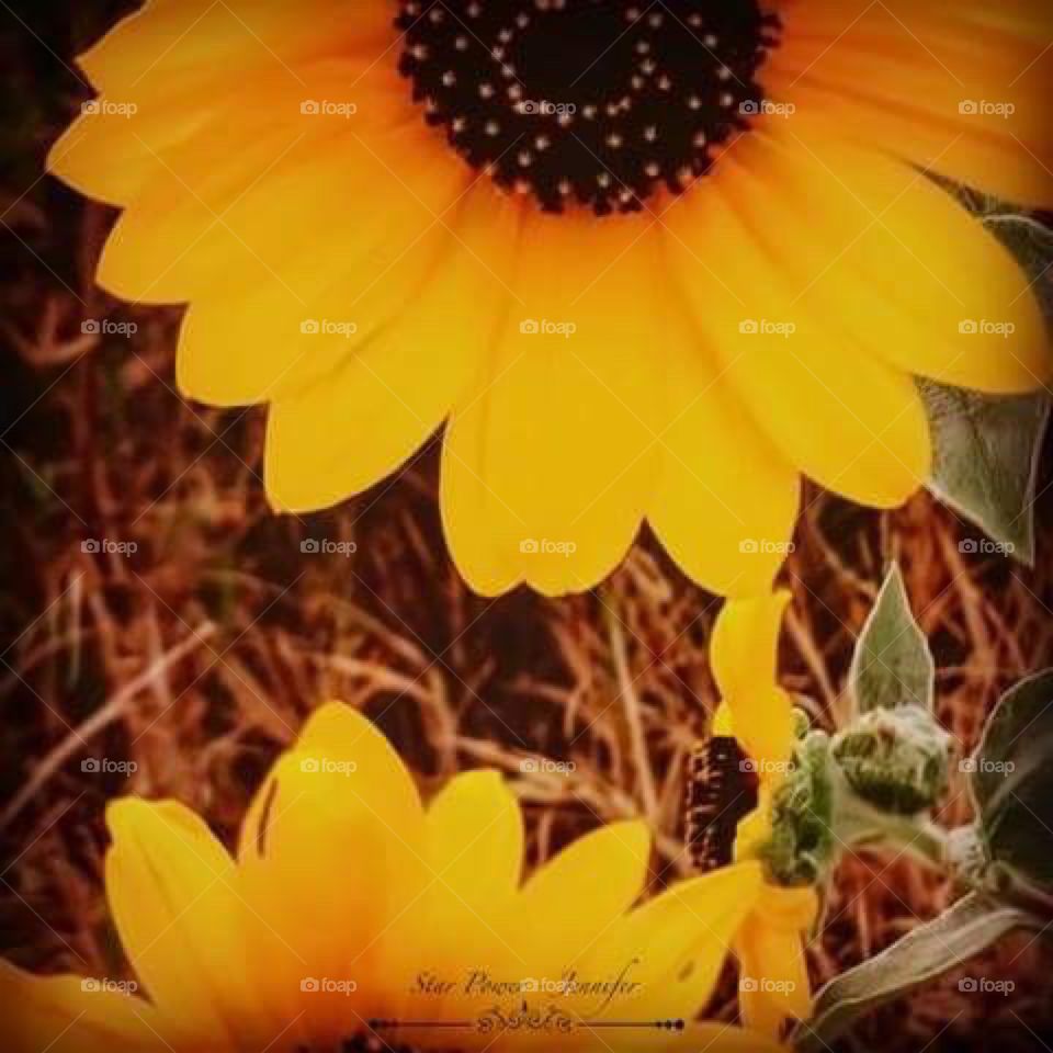 #nature #blessed #flora #flowers #flowerstalking #yellow #insect #insects #flies  #naturaleza #naturephotography #green #weird #capture #photoaday #photoaddict #photoart #photographer