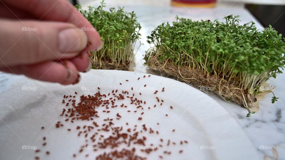 sow cress on damp kitchen paper