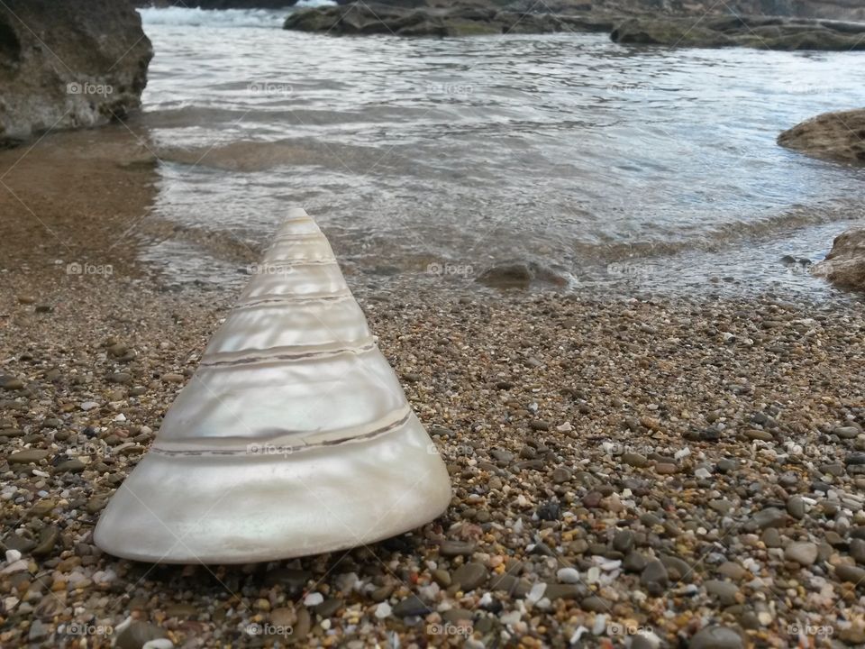 close up of seashell in front of the sea