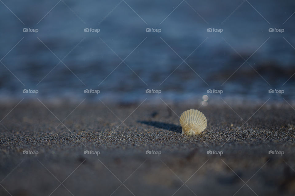 shell in the beach