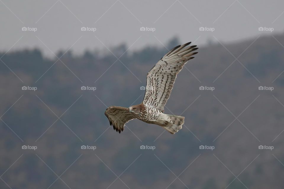 Biancone, Circaetus gallicus, Short-toed snake eagle