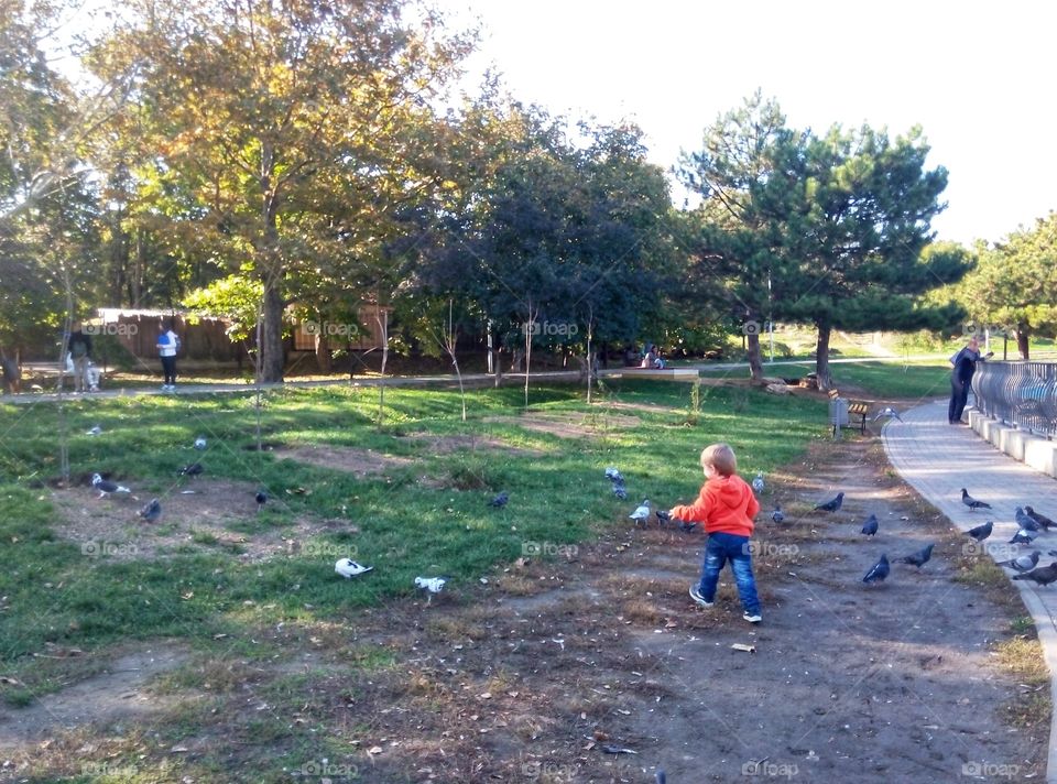 the kid is racing pigeons малыш гоняет голубей