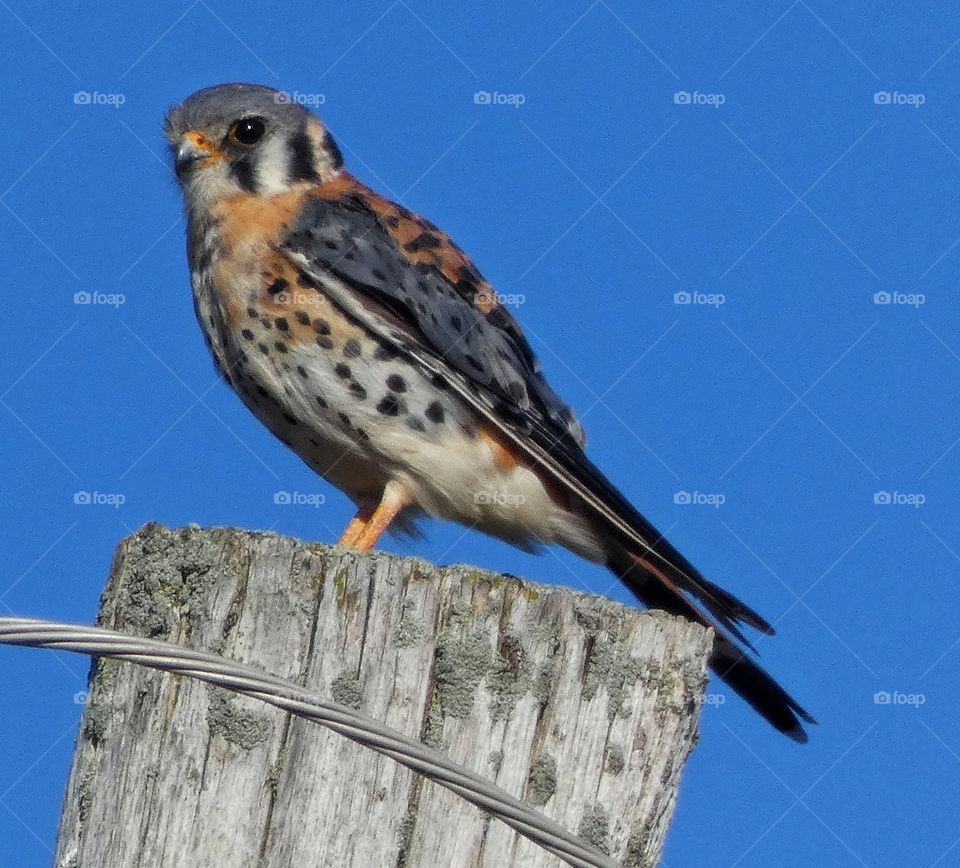 American kestrel