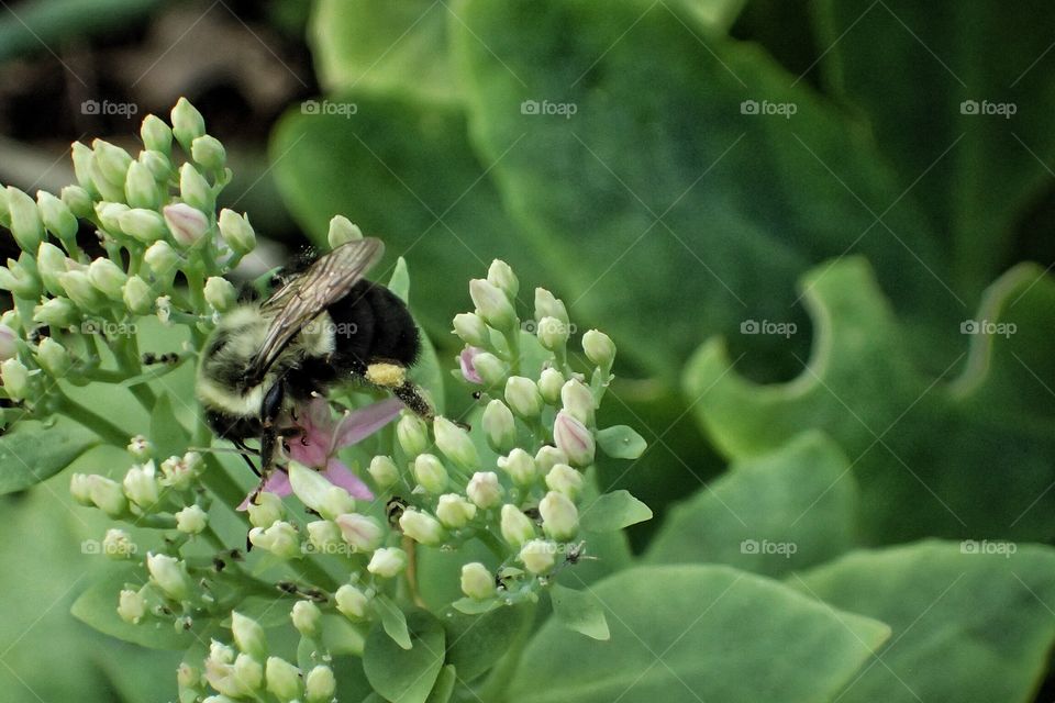 Autumn bee