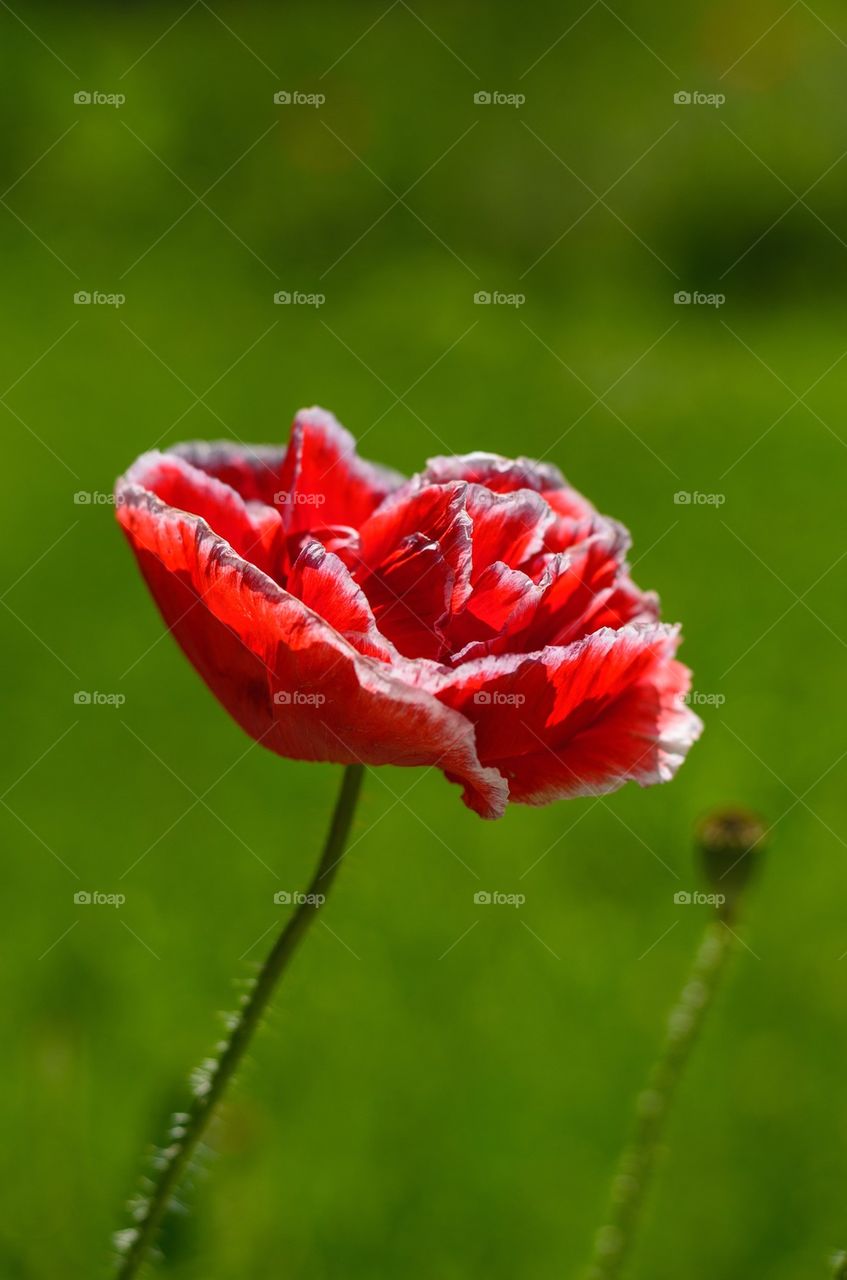 Close-up of a poppy flower
