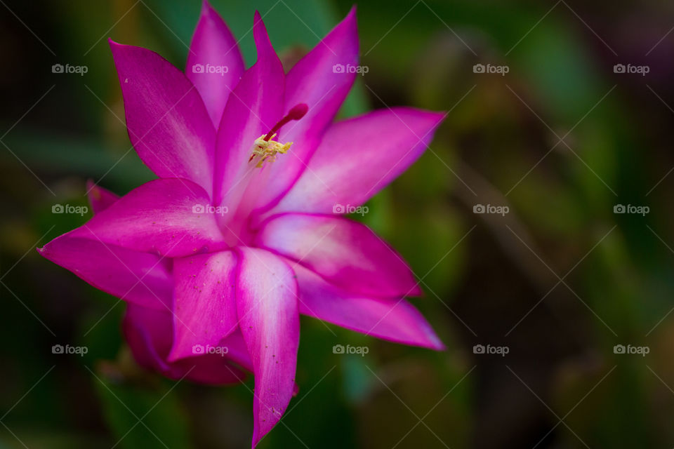 Pink - macro image of pink succulent flower with green plants in background