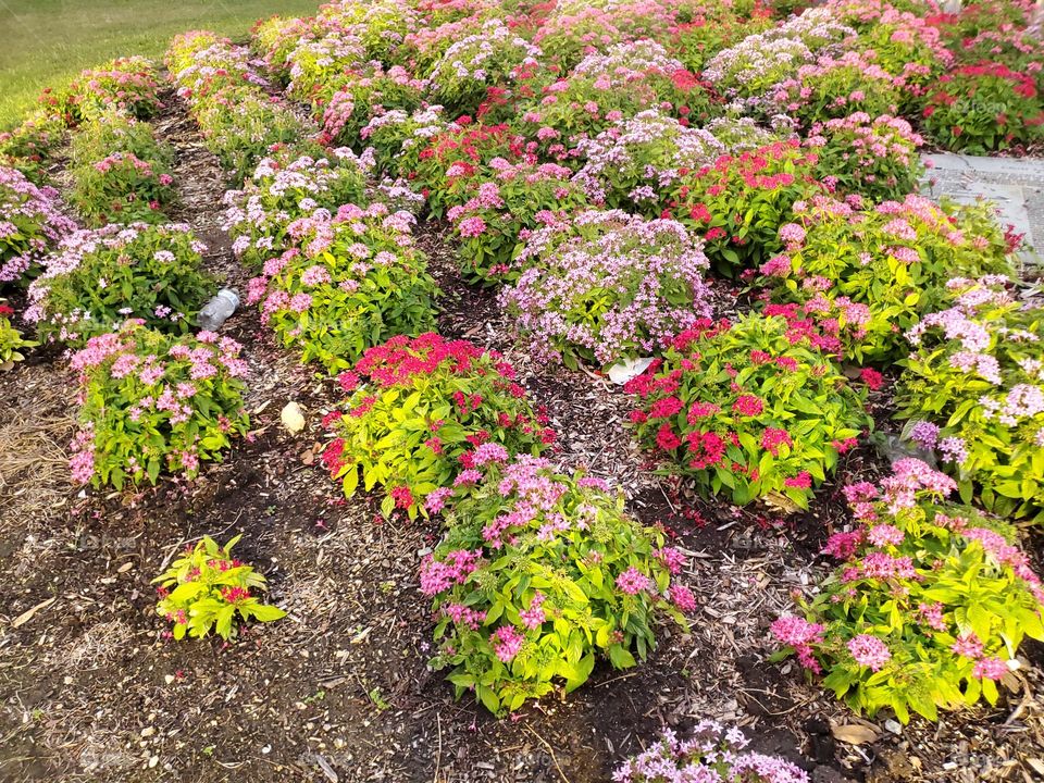 Flowerbed with plants with colorful flowers at bloom.