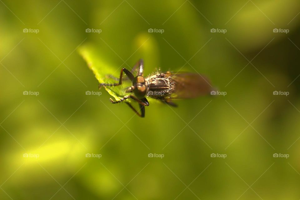 A beautiful shot over a black fly.