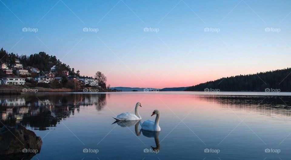 Two graceful white swans are peacefully swimming in a serene lake as the sun sets in the background, casting a warm pink glow over the water.