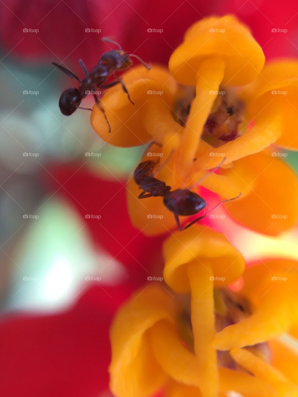 Ants on flower