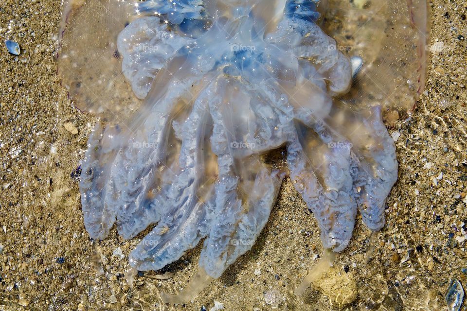 Медуза с нежным оттенком голубого цвета тела