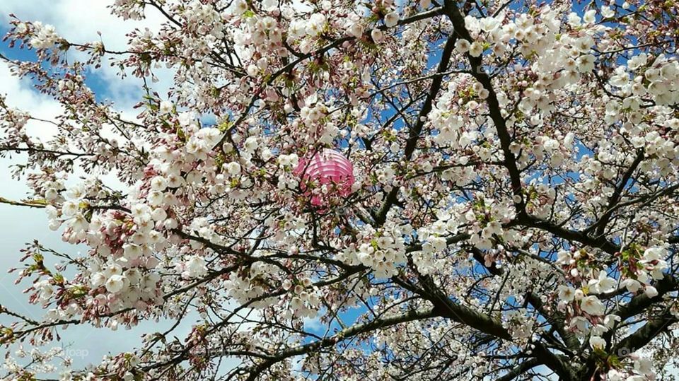Tree with white blossoms and pink lantern