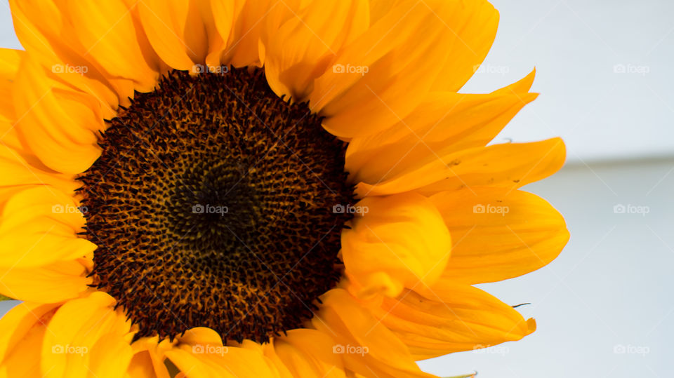 Closeup detail of fresh Sunflower (helianthus annuus) on white background full frame flower head beauty in nature art photography 