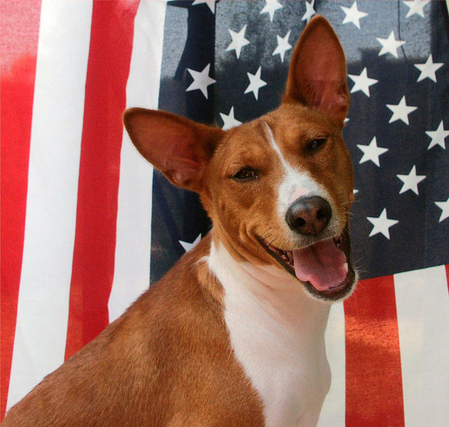 Patriotic June Bug