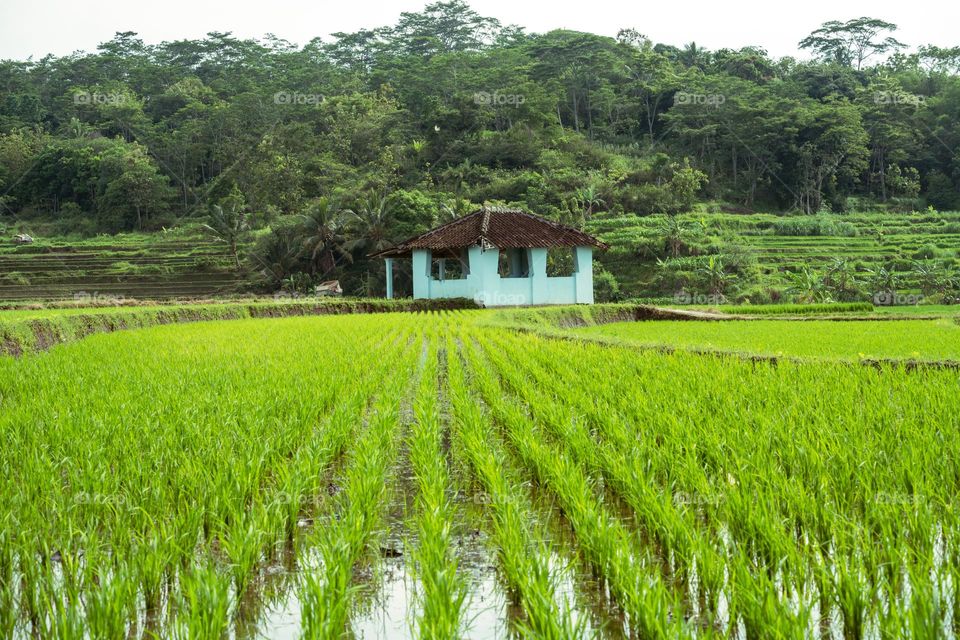 farmer's resting place in the middle of the rice field