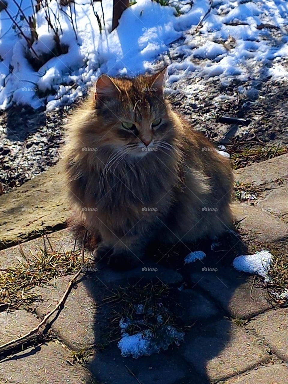 fluffy cat looks away