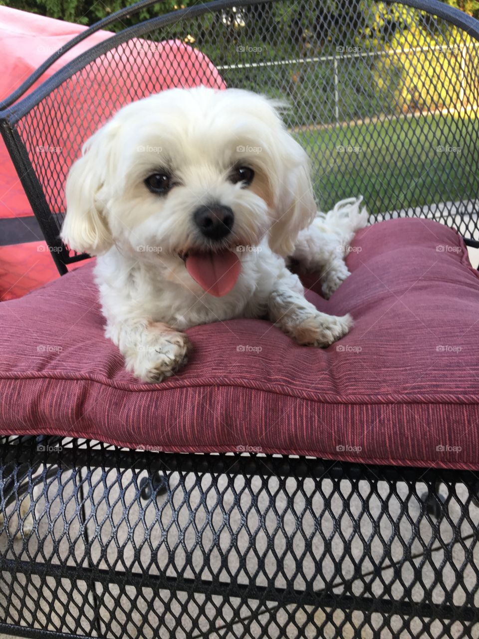 Yo-yo the white Maltese dog smiling on patio chair 