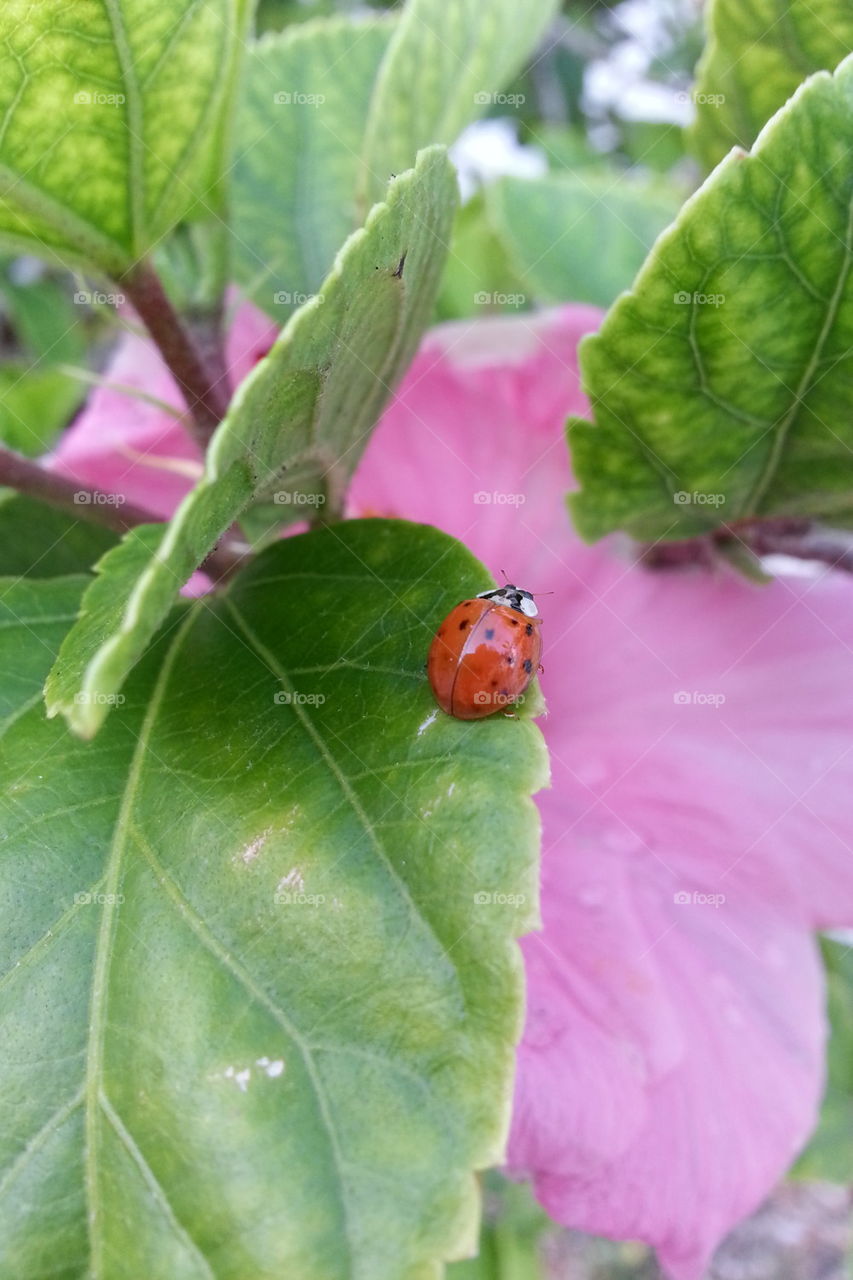 lady bug