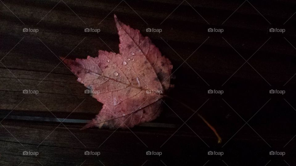 maple leaf