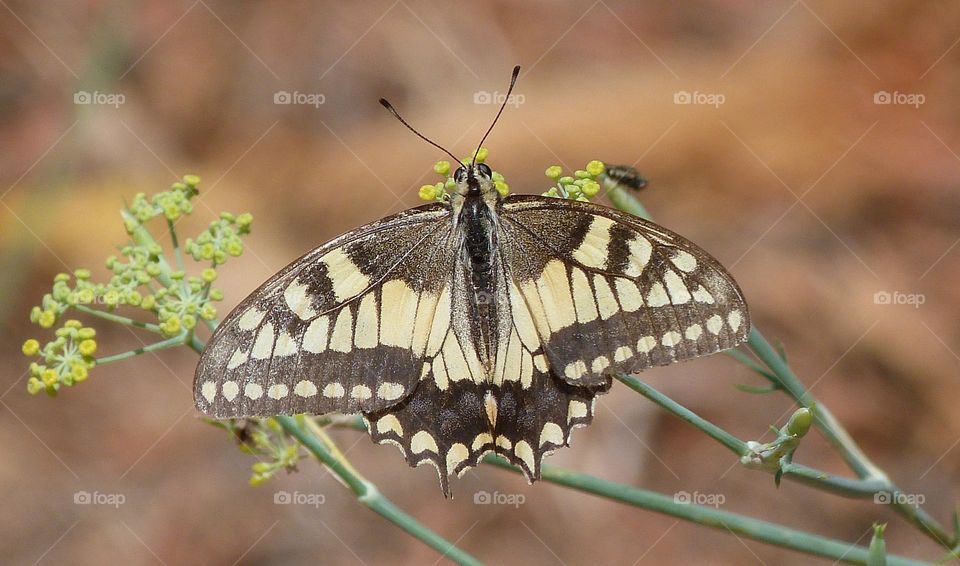 Swallowtail
