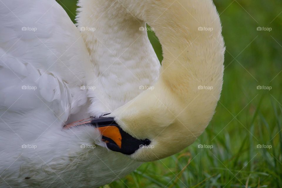 Close-up of swan